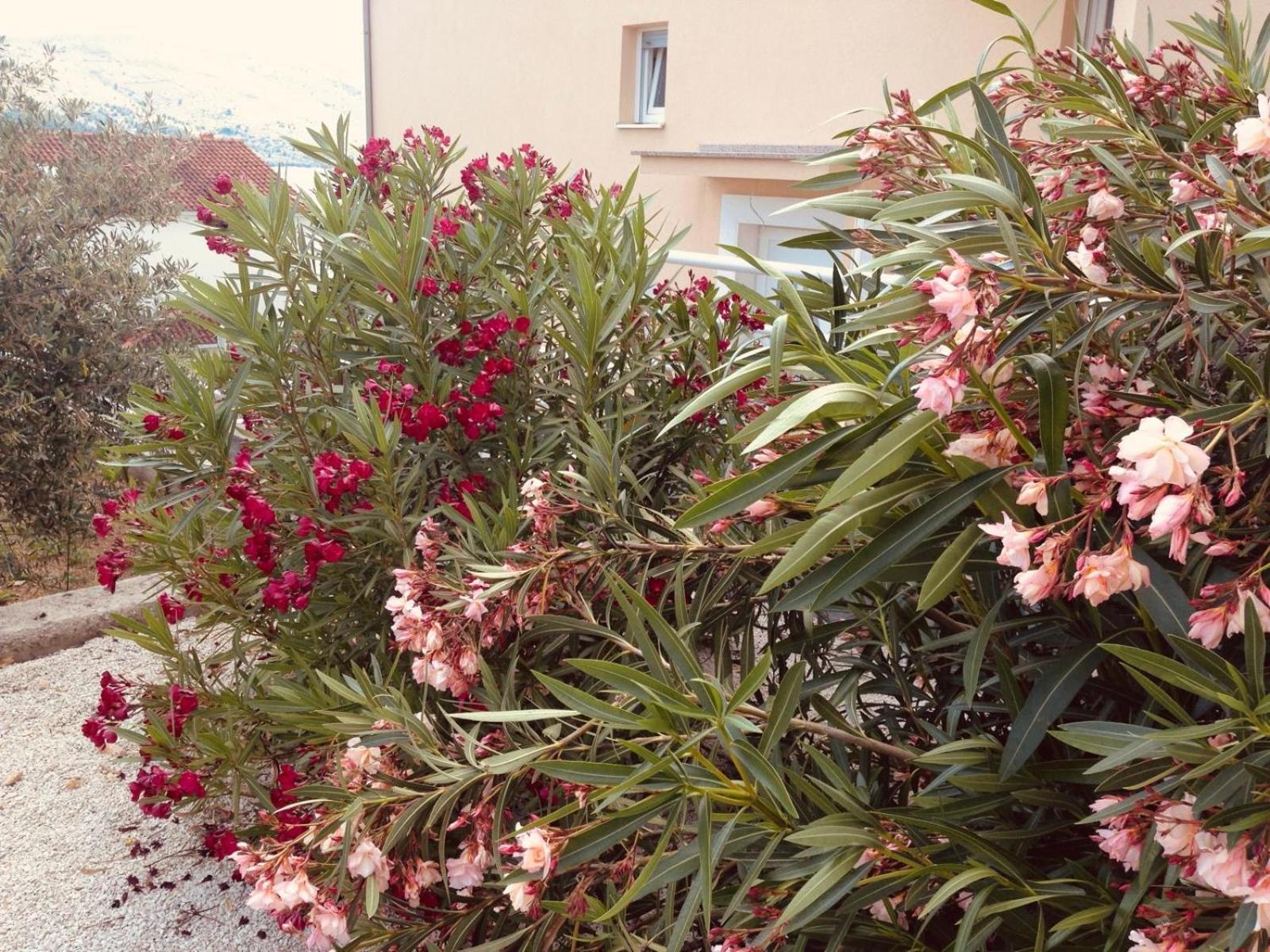 Apartamento House Agradable Seget Vranjica Exterior foto
